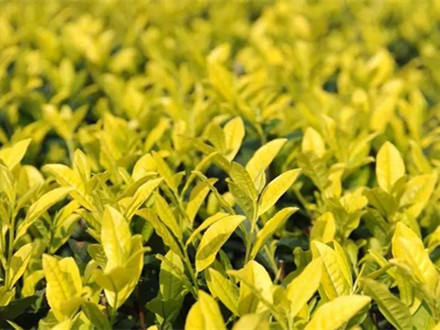 T/TTSPHYXH 008-2022 天臺黃茶扁形綠茶機(jī)械加工技術(shù)規(guī)程